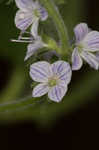 Common gypsyweed